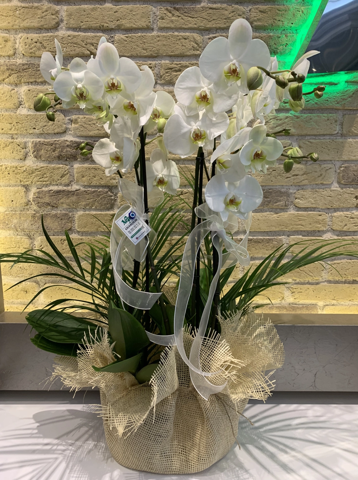 4 Dallı Beyaz Orkide