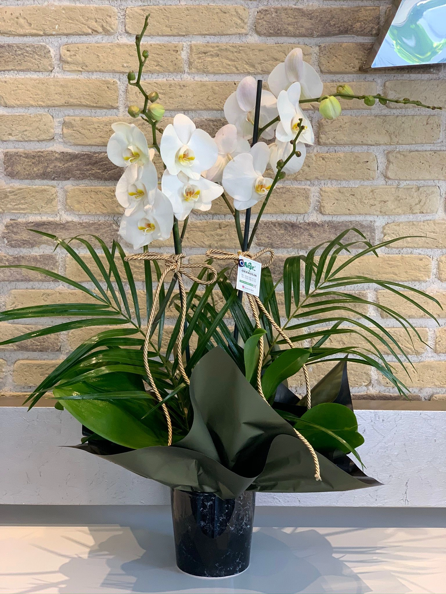 Çift Dallı Beyaz Orkide