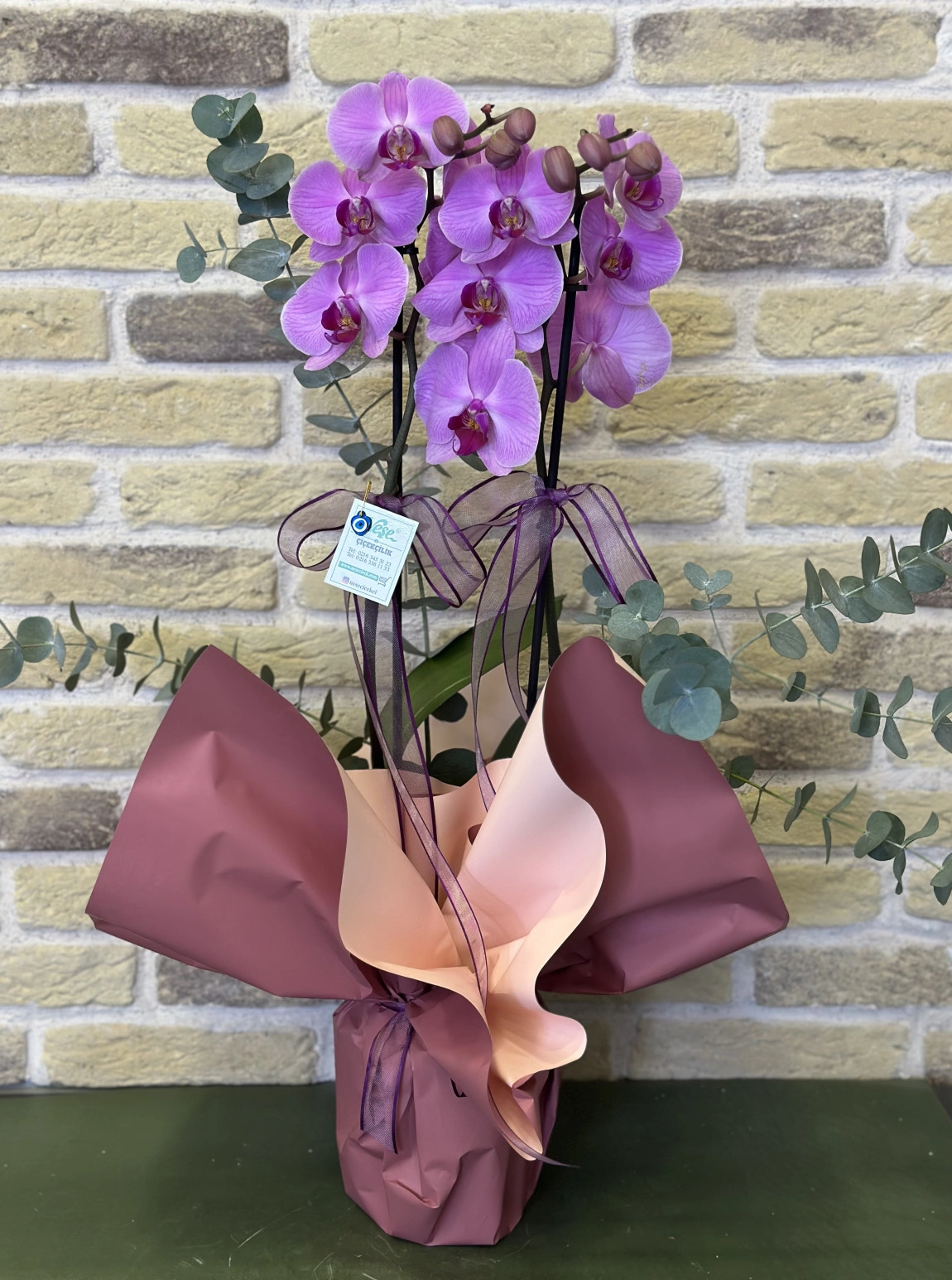 Çift Dallı Pembe Orkide