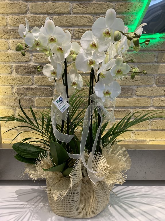 4 Dallı Beyaz Orkide
