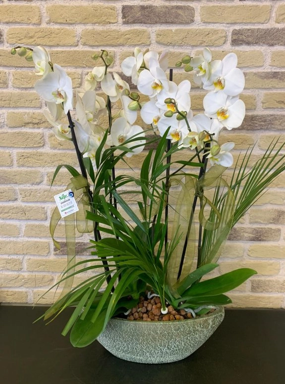 4 Dallı Beyaz Orkide