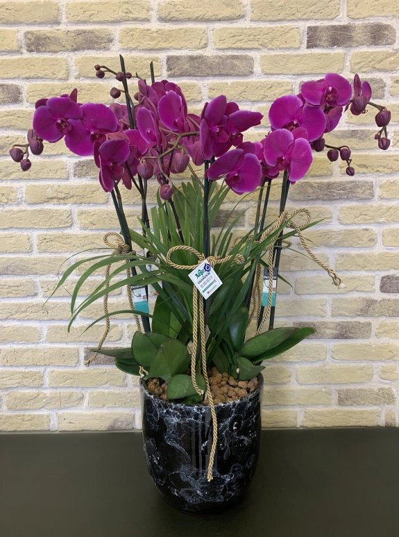 6 Dallı Mor Orkide