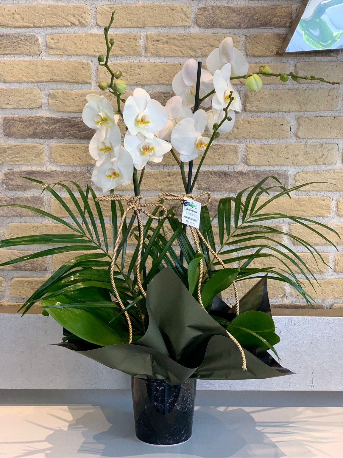 Çift Dallı Beyaz Orkide