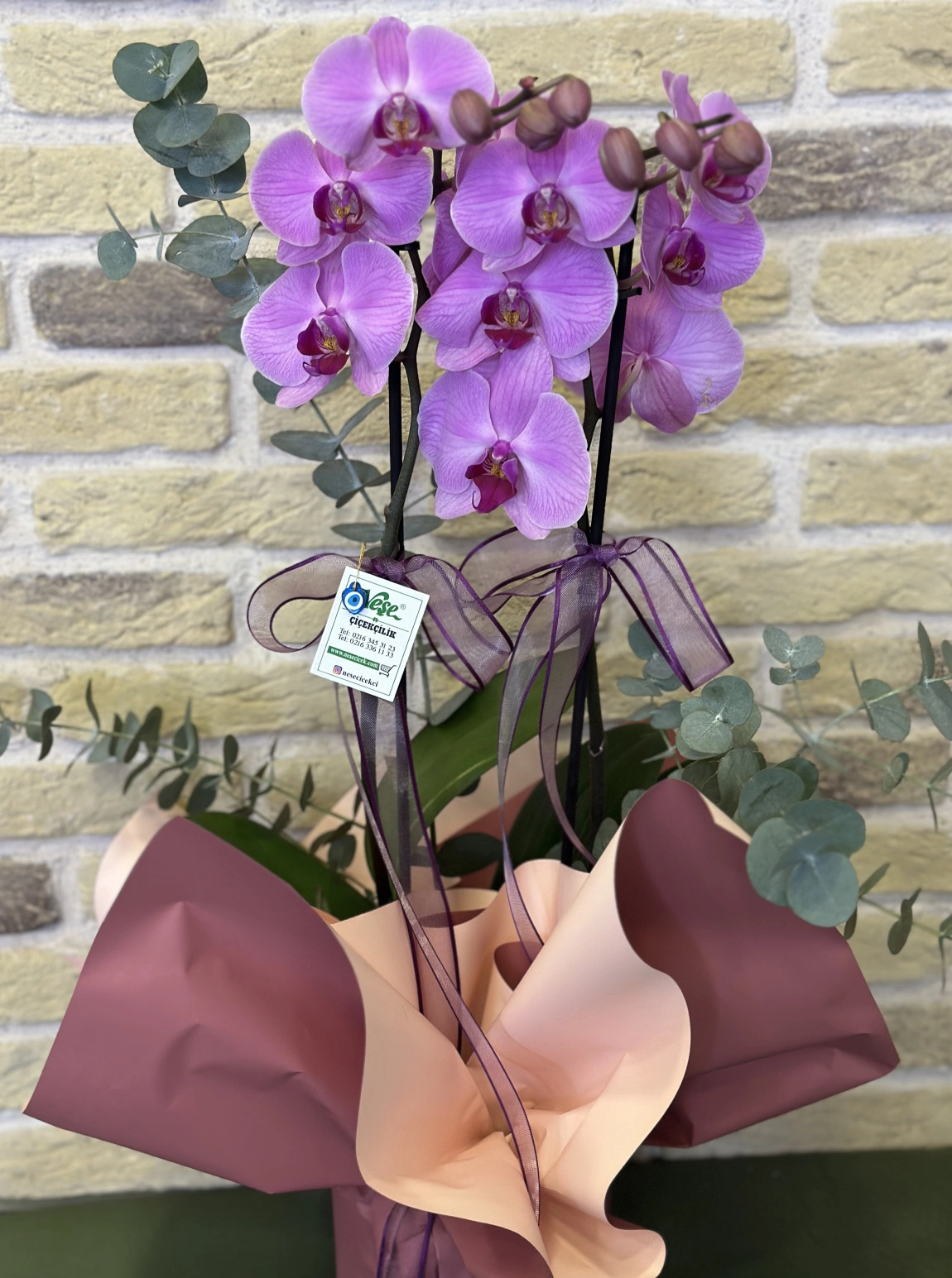 Çift Dallı Pembe Orkide