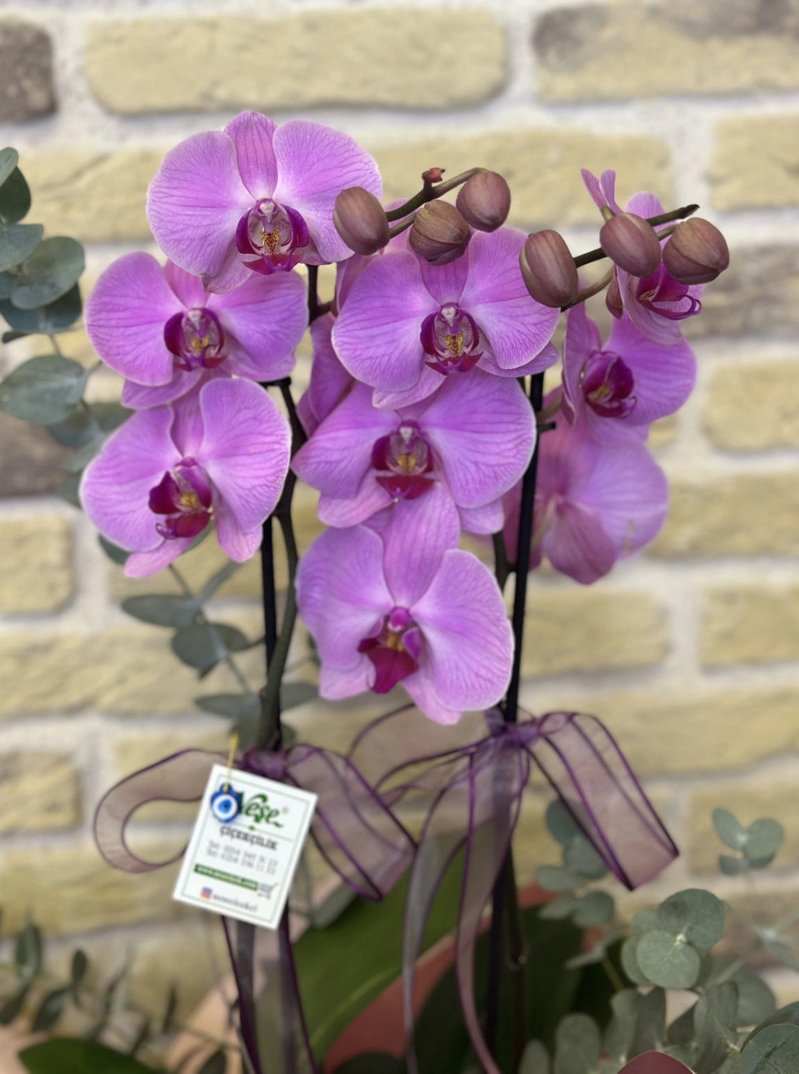 Çift Dallı Pembe Orkide